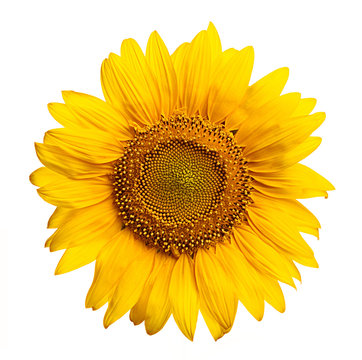 Close up view of the yellow sunflower