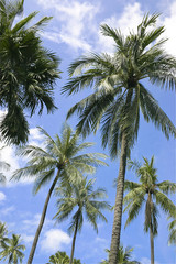Plakat coconut tree