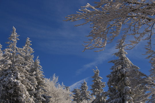 Tannenzauber im Winter
