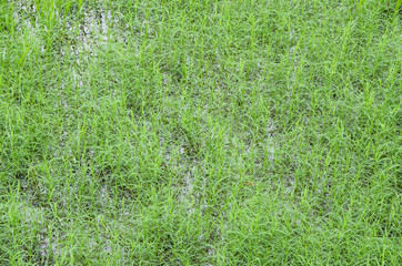 Green grass of water