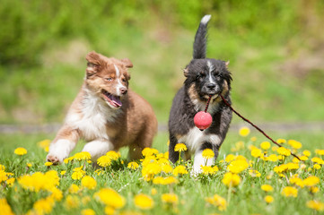 Two australian shepherd puppies playing with a ball on the field with dandelions
