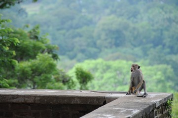 Ancient City of Sigiriya in Sri Lanka