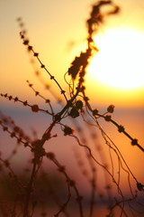 Fototapeta na wymiar silhouette of dried flowers and plants on a background sunset