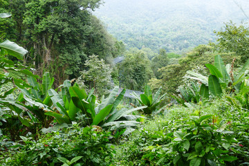 gray walkway footbridge in the forest