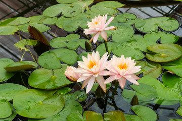 orange water lily in the  pond
