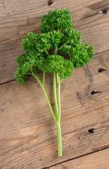 Parsley on wood background. Selective focus.