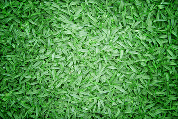 Beautiful green grass texture