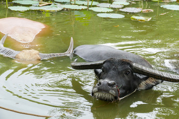 buffalo in the water lily pond