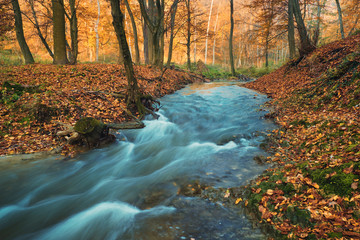 Flowing stream on autumn forest