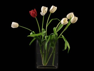 Tulips on black background. Red and white tulips.