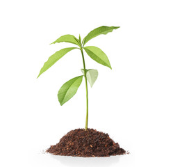 Green sprout growing from