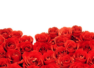 beautiful red rose over white background