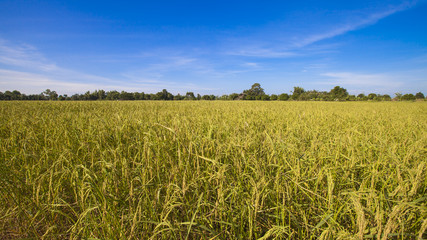 .The rice grains harvested .
