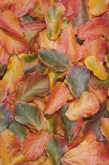 background of beautiful autumn leaves