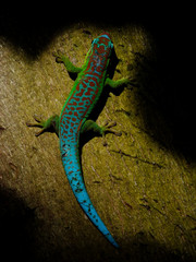 Turquoise gecko in natural habitat