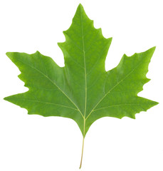 Fototapeta premium Green maple leaf isolated on white background
