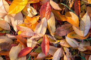 Background of leaves covered with frost.