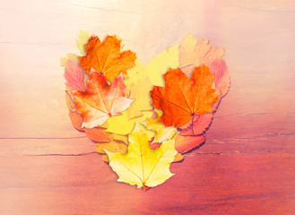 Obraz premium Heart Shaped Leaves in Colors of Fall