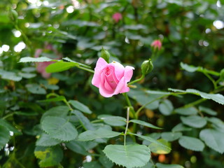 ピンクの薔薇　ラベンダーラッシー