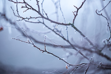 Fototapeta na wymiar Beautiful frozen tree branch