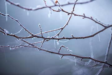 Beautiful frozen tree branch