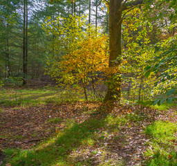 Forest in autumn colors in sunlight