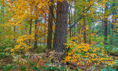 Forest in autumn colors in sunlight