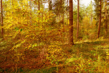 Forest in autumn colors in sunlight