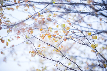 Beautiful frozen tree branch and bright orange leaves.