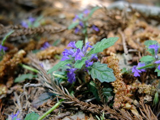 キランソウ　紫の花