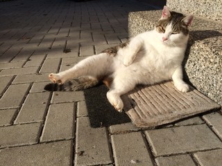 Auch Katzen nehmen gerne ein Sonnenbad 