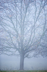 Fototapeta na wymiar Beautiful frozen tree