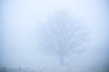 Beautiful frozen tree