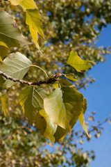 Red and yellow autumn maple leaves