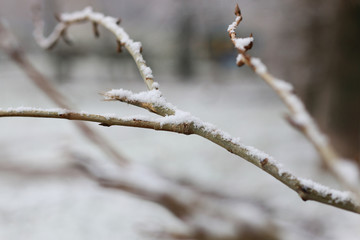 First winter snow branches