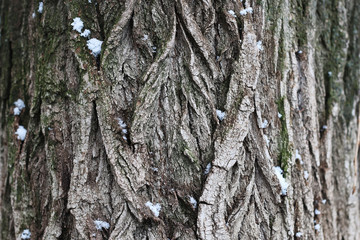 tree bark winter