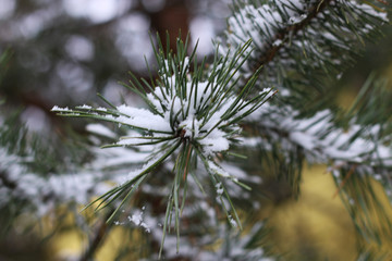 First winter snow branches