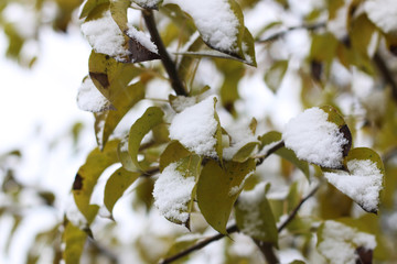 First winter snow branches