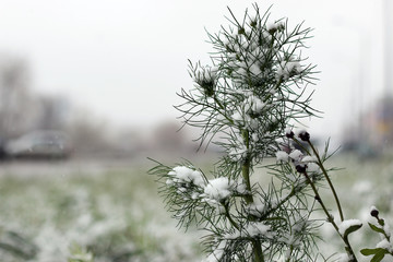 snow trees yard house evening