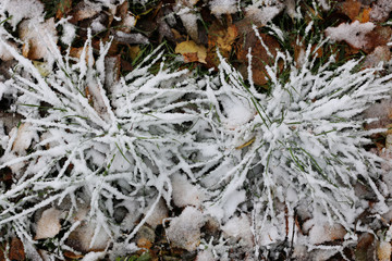 First winter snow branches