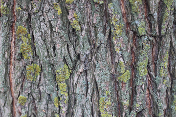 tree bark winter