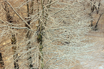 snow trees yard house evening