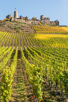 Mosel - Burg Thurant mit Weinberg