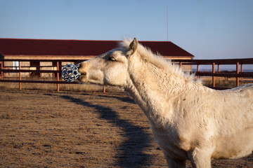 Foal playing