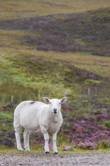 Obraz na płótnie Canvas Schafe in den Highlands