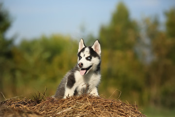 Little wolf. puppy husky.