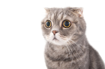 Portrait of a surprised cat breed Scottish Fold.. - obrazy, fototapety, plakaty