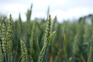 В саду художника Монэ