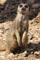 A lone Meerkat stands on watch in bright summer sunlight.