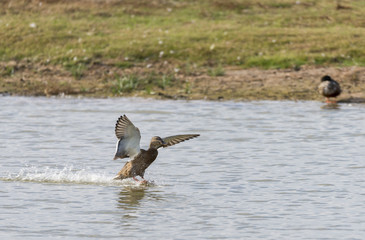 mallard, ana platyrhynchos